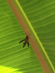 Polistes crinitus