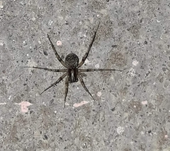 Leprolochus birabeni