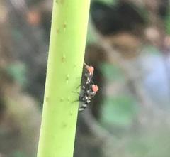 Diptera