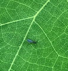 Pterygota