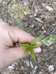 Buckleya distichophylla