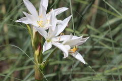 Crinum flaccidum