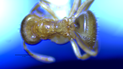 Lasius brevicornis