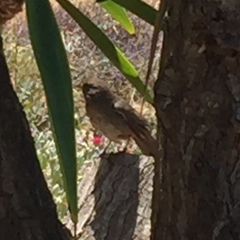 Melozone crissalis