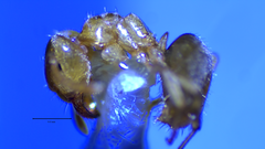 Lasius brevicornis