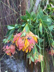 Liparia splendens splendens