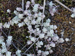 Sedum pedicellatum