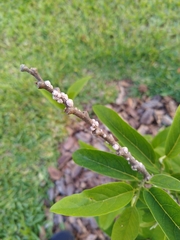 Ceroplastes floridensis