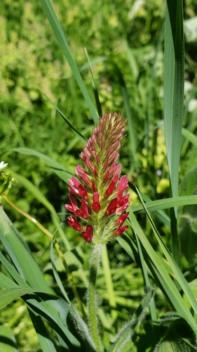 Trifolium incarnatum