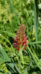 Trifolium incarnatum