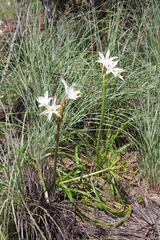 Crinum flaccidum