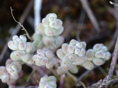 Sedum pedicellatum