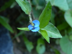 Commelina diffusa diffusa