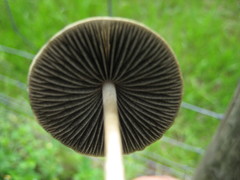 Panaeolus sepulchralis