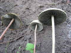 Panaeolus sepulchralis