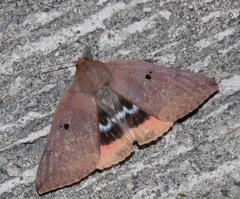 Thyas juno