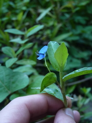 Commelina diffusa diffusa