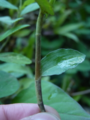 Commelina diffusa diffusa
