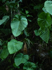 Anthurium cuspidatum