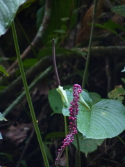 Anthurium cuspidatum