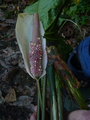 Anthurium formosum