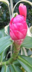 Costus spiralis spiralis