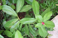 Costus spiralis spiralis