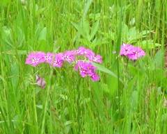 Phlox drummondii