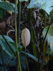 Anthurium formosum