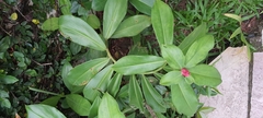 Costus spiralis spiralis