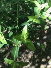 Euphorbia oblongata