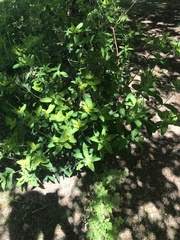 Euphorbia oblongata