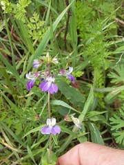Collinsia violacea