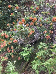 Liparia splendens splendens