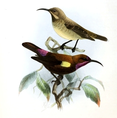 Carmelite Sunbird photo 3