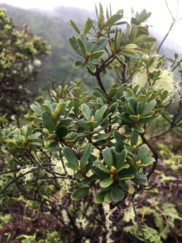 Myrsine sandwicensis