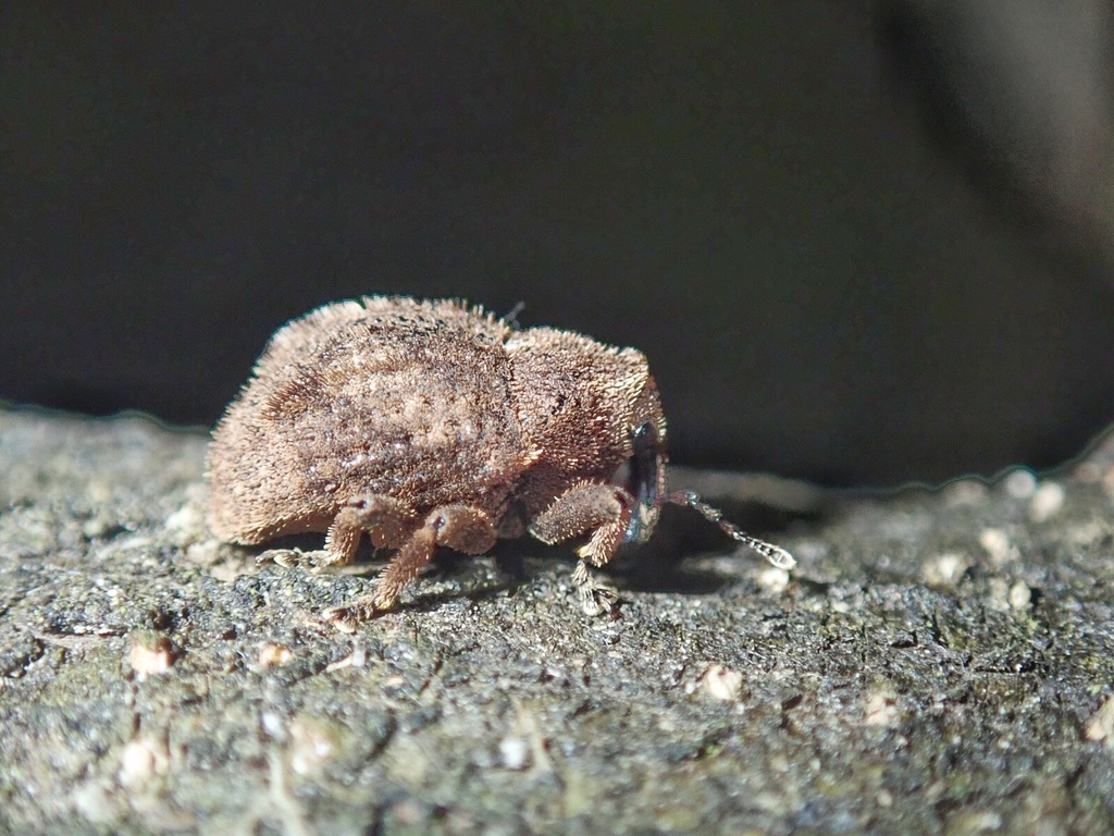 Clypeolus veratrus