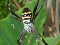 Argiope caledonia