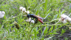 Chlorion hemipyrrhum