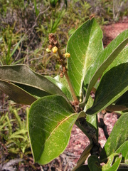 Byrsonima verbascifolia