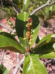 Byrsonima verbascifolia