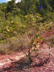 Byrsonima verbascifolia