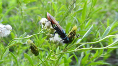 Chlorion hemipyrrhum