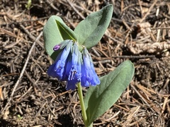 Mertensia paniculata