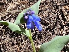 Mertensia paniculata