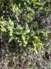 Berberis haematocarpa