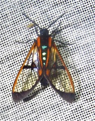 Cosmosoma joavana