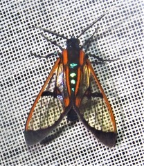 Cosmosoma joavana