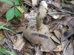 Porphyrellus sordidus