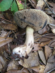 Porphyrellus sordidus